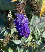 Buddleja davidii 'Pugster Blue' - Image 2