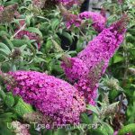 Buddleja davidii 'Pugster Periwinkle'