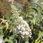 Buddleja davidii 'White Bouquet'