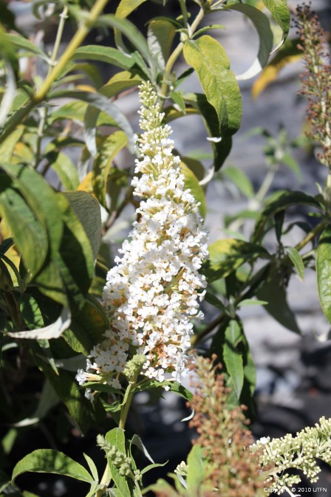 Buddleja davidii 'White Bouquet' | Urban Tree Farm Nursery