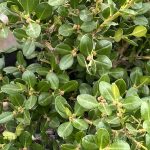 Buxus microphylla 'Wintergreen'