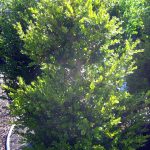 Buxus microphylla japonica 'Green Beauty' COLUMN
