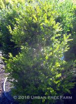 Buxus microphylla japonica 'Green Beauty' COLUMN