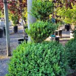 Buxus sempervirens 3-BALL