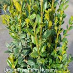 Buxus sempervirens 'Graham Blandy'