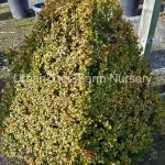 Buxus sempervirens MAYAN 30"