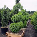 Buxus sempervirens SPIRAL