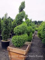 Buxus sempervirens SPIRAL