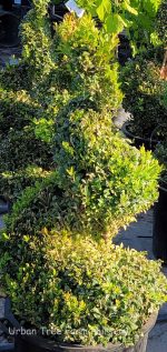 Buxus sempervirens SPIRAL - Image 2