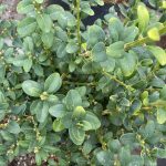 Buxus sempervirens 'Skywalker'