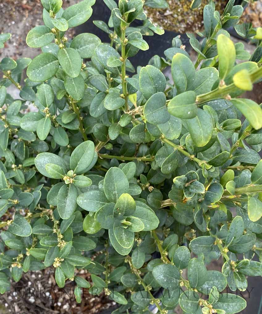 Buxus-sempervirens-Skywalker-a Buxus sempervirens 'Skywalker' - Image 1