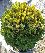 Buxus sempervirens Suffruticosa GLOBE