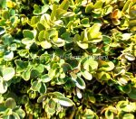 Buxus sempervirens Suffruticosa GLOBE - Image 2