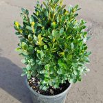 Buxus sempervirens Suffruticosa