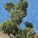Buxus sempervirens TOPIARY