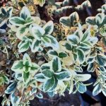 Buxus sempervirens 'Variegata'