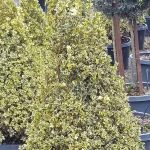 Buxus sempervirens 'Variegata' CONE 18"
