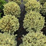 Buxus sempervirens 'Variegata' GLOBE 18"