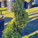 Buxus sempervirens 'Variegata' SPIRAL 24"