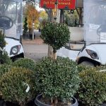 Buxus x 'Green Mountain' 3-BALL