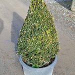 Buxus x 'Green Mountain' CONE/PYRAMID 18-21"