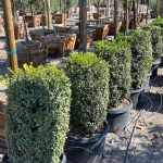 Buxus x 'Green Mountain' CYLINDER 24-30"