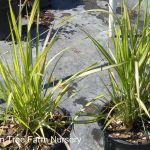 Calamagrostis acutiflora 'El Dorado'