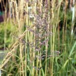 Calamagrostis acutiflora 'Karl Foerster'