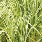 Calamagrostis acutiflora 'Overdam'