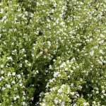 Calamintha nepetoides/nepeta