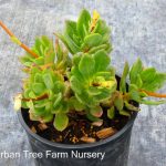 Calandrinia spectabilis