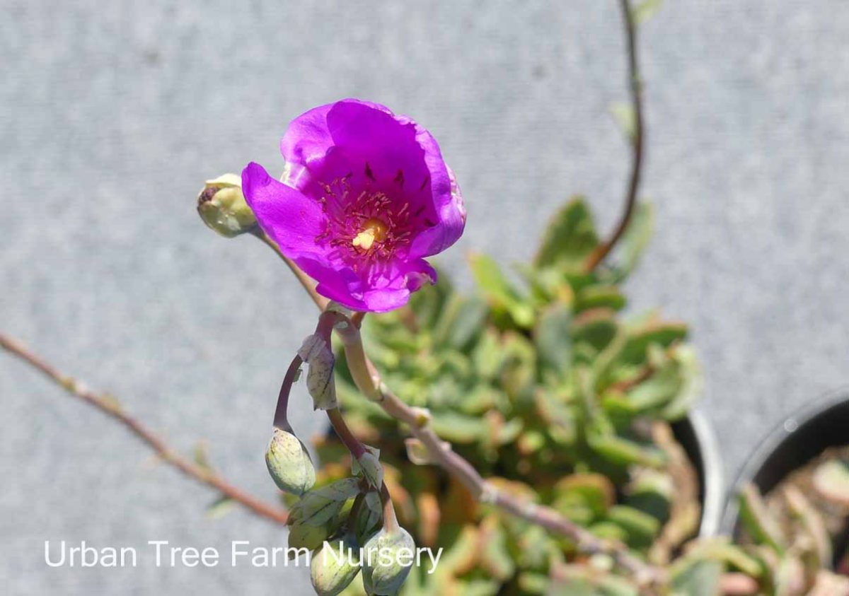 Calandrinia spectabilis | Urban Tree Farm Nursery