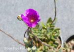 Calandrinia spectabilis - Image 2