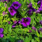 Calibrachoa 'Grape Punch'