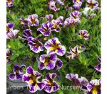 Calibrachoa 'Holy Smokes'