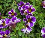 Calibrachoa 'Holy Smokes' - Image 2