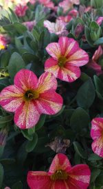 Calibrachoa 'Tropical Sunrise'