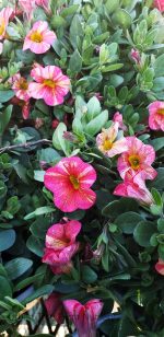 Calibrachoa 'Tropical Sunrise' - Image 2