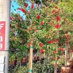 Callistemon citrinus STD