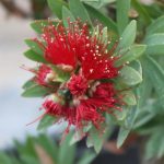 Callistemon viminalis 'Little John'