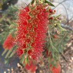 Callistemon viminalis 'Slim' COLUMN