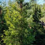 Calocedrus decurrens