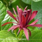 Calycanthus occidentalis