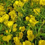 Calylophus drummondianus