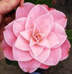Camellia hybrid 'Buttons'n Bows'