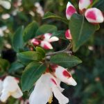 Camellia hybrid 'Cinnamon Cindy'
