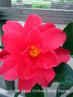 Camellia hybrid 'Freedom Bell'