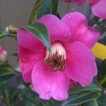 Camellia hybrid 'Golden Spangles'