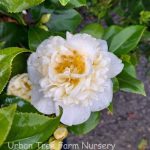 Camellia hybrid 'Jury's Yellow'