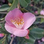 Camellia hybrid 'Minato-No-Haru'